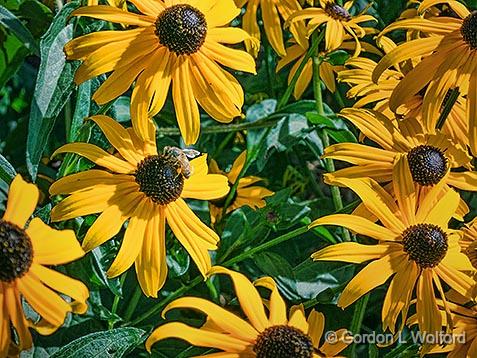 Black-eyed Susans_01484.jpg - Photographed at Smiths Falls, Ontario, Canada.